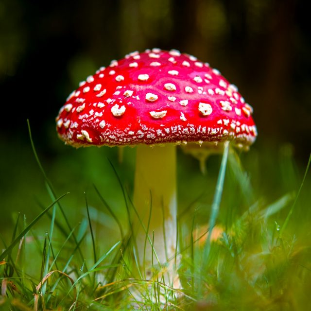 Corso Riconoscimento Funghi 2025