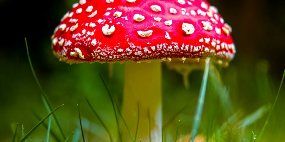Corso Riconoscimento Funghi 2025